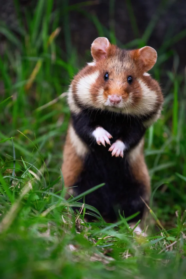 European Hamster