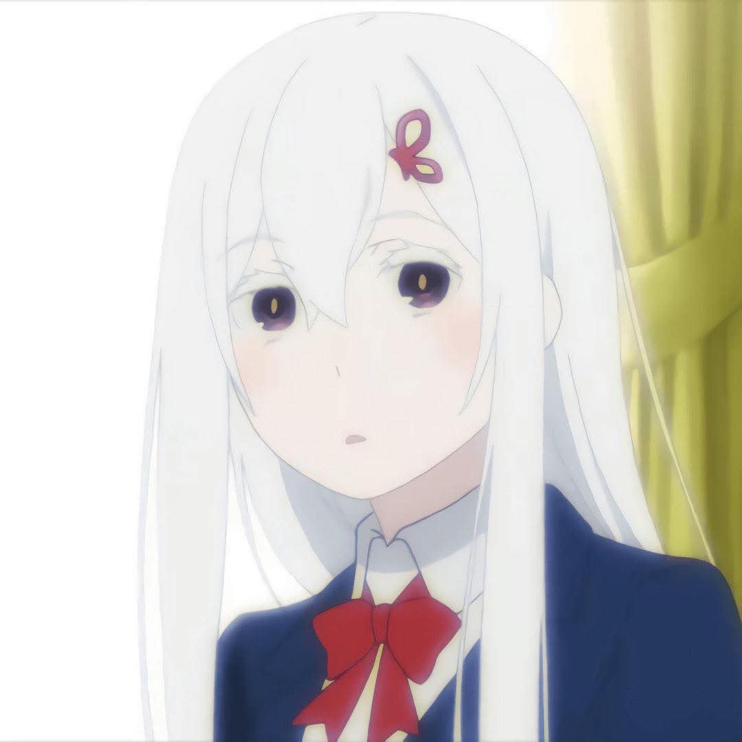 Echidna