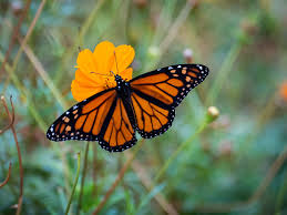 Monarch Butterfly