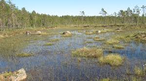 A Bog