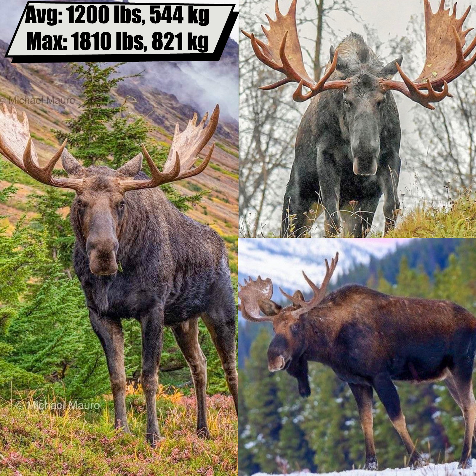 Moose