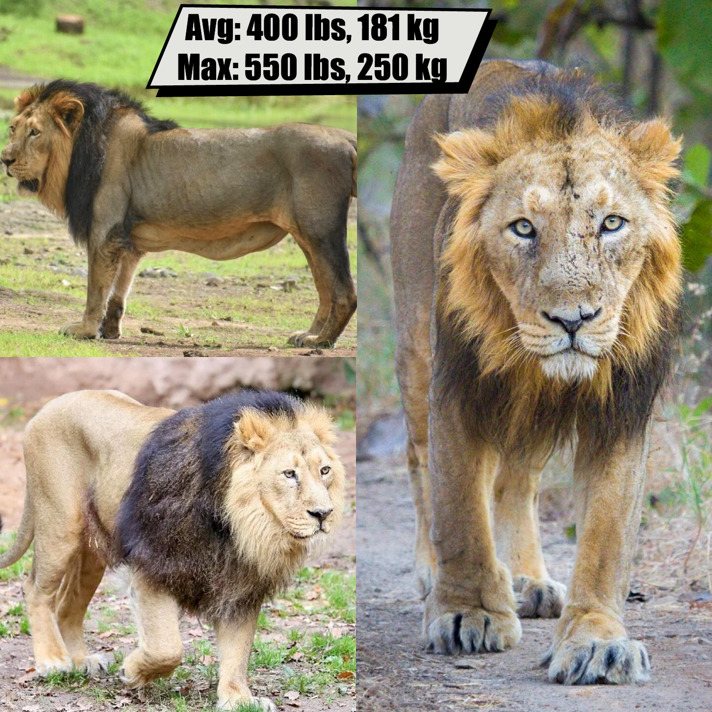 Asian Lion
