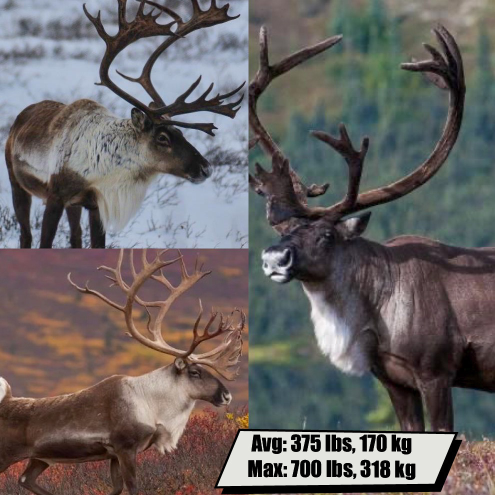 Caribou