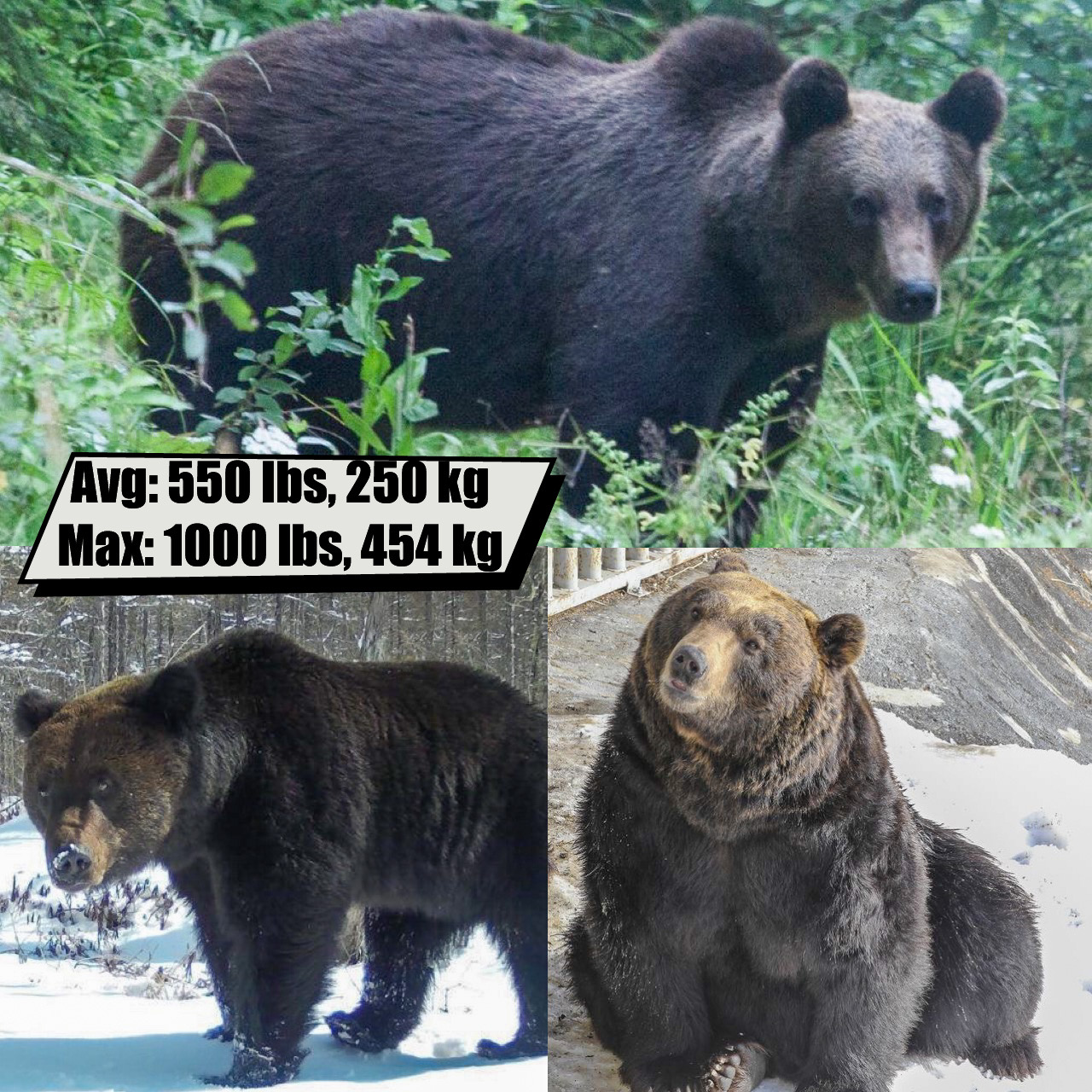 Ussuri Brown Bear