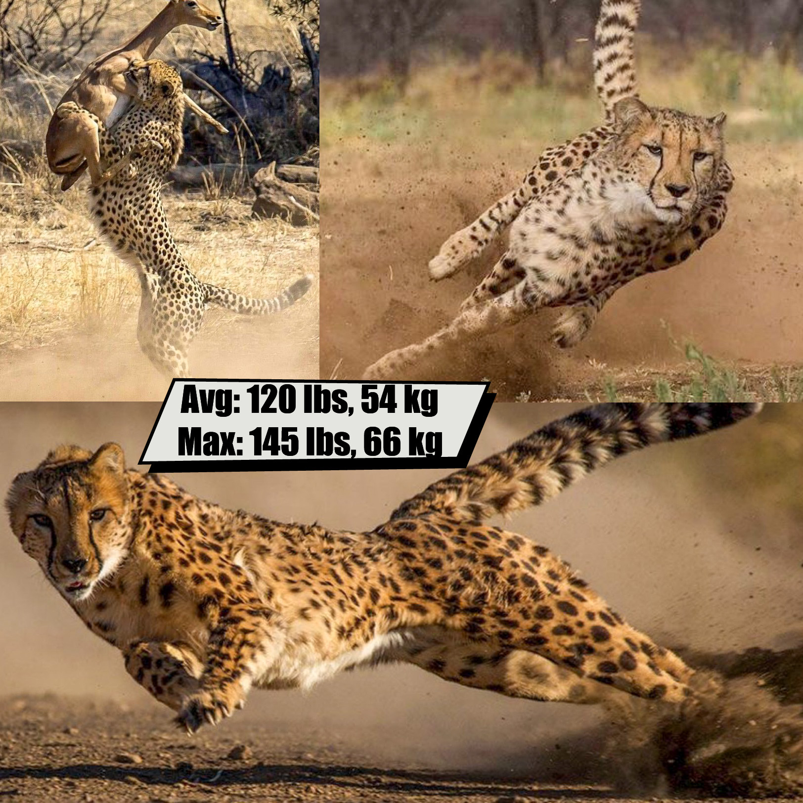 Cheetah
