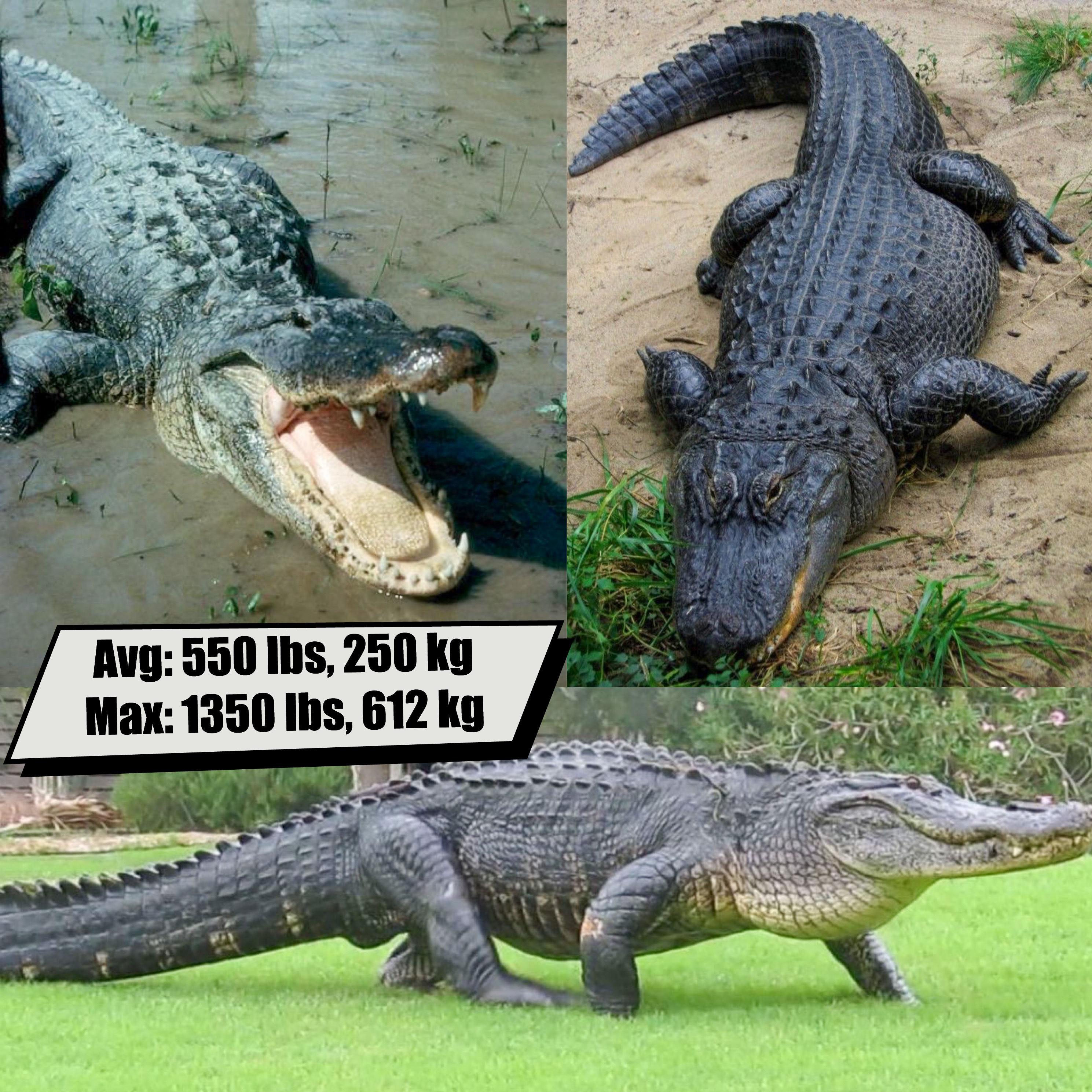 Alligator