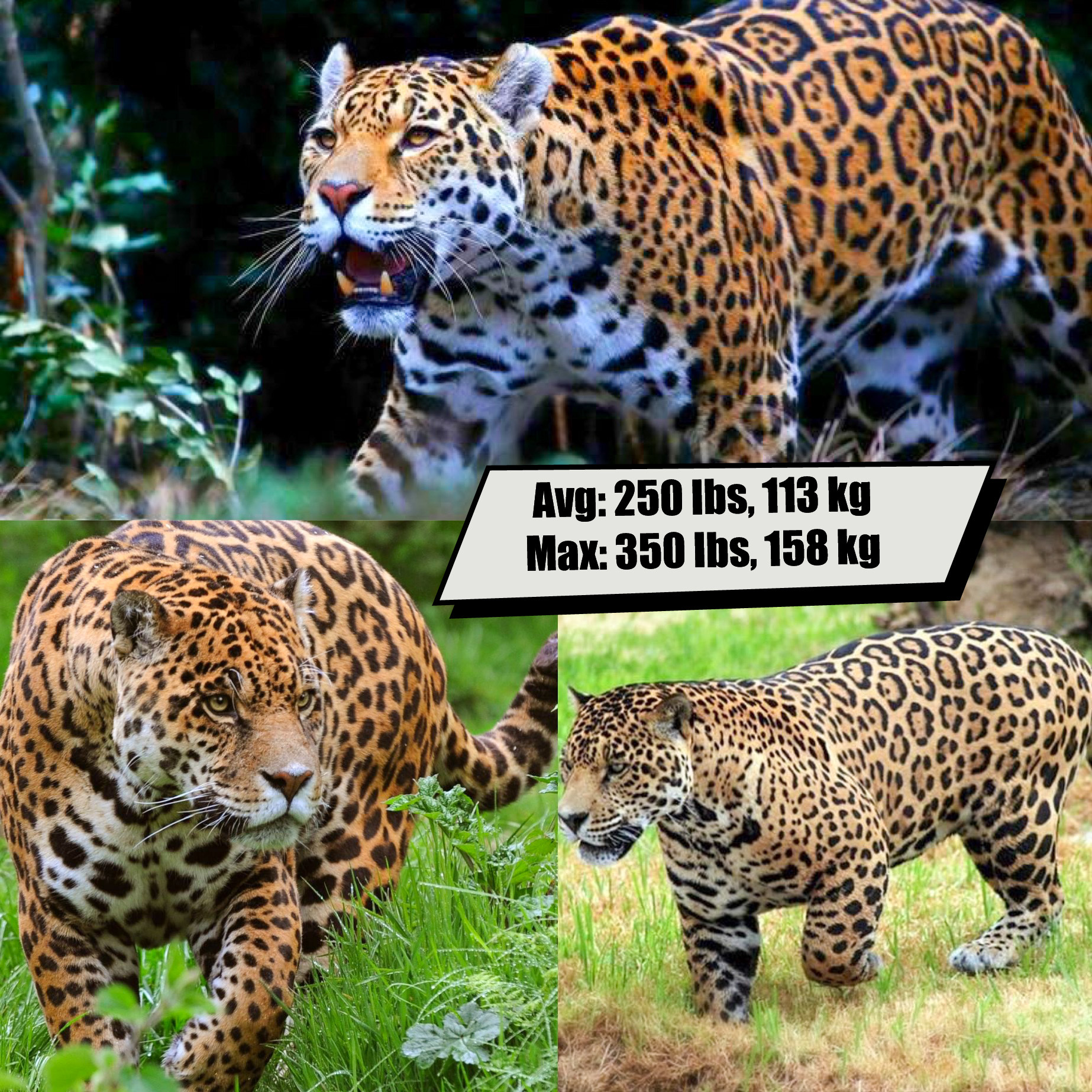 Jaguar