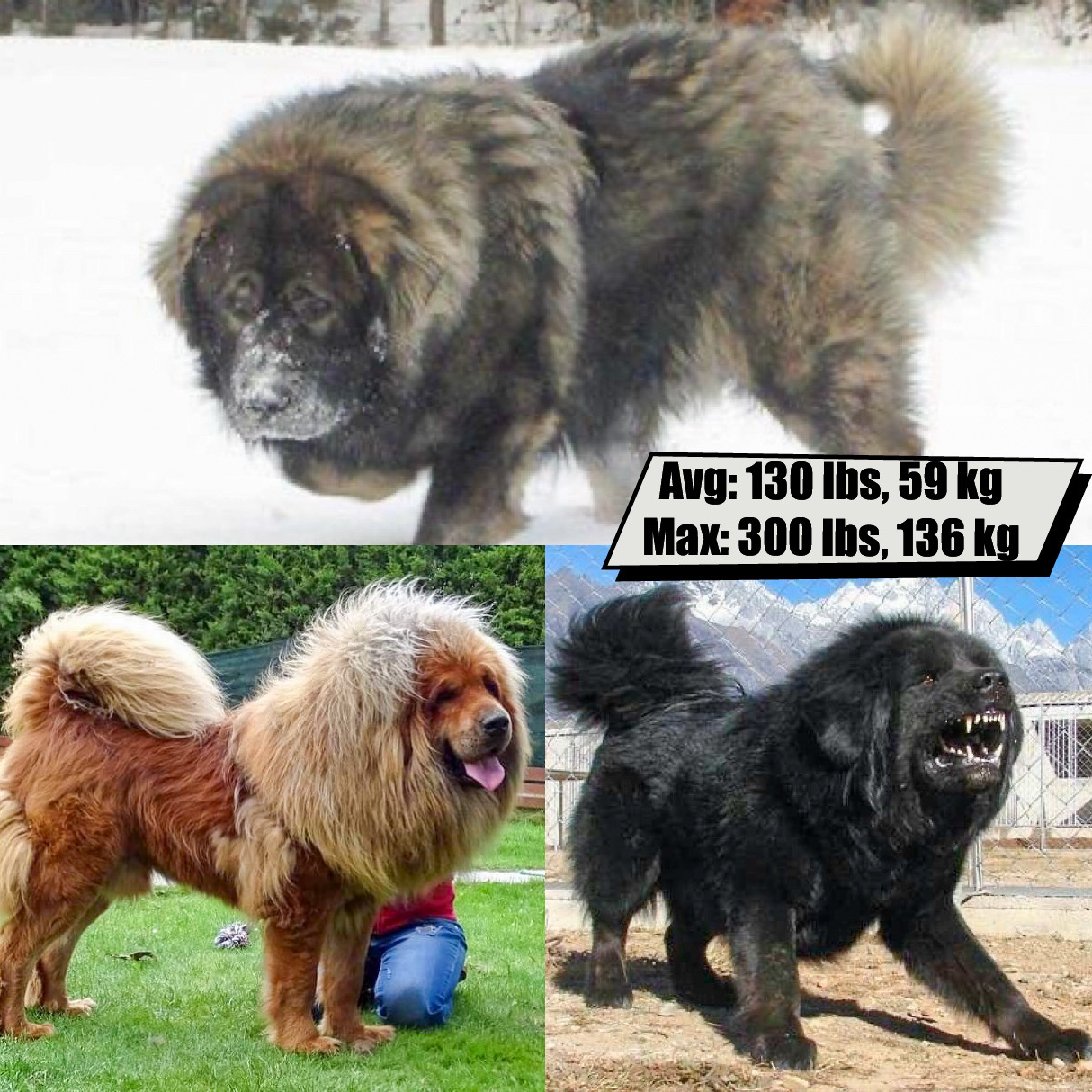 English Mastiff