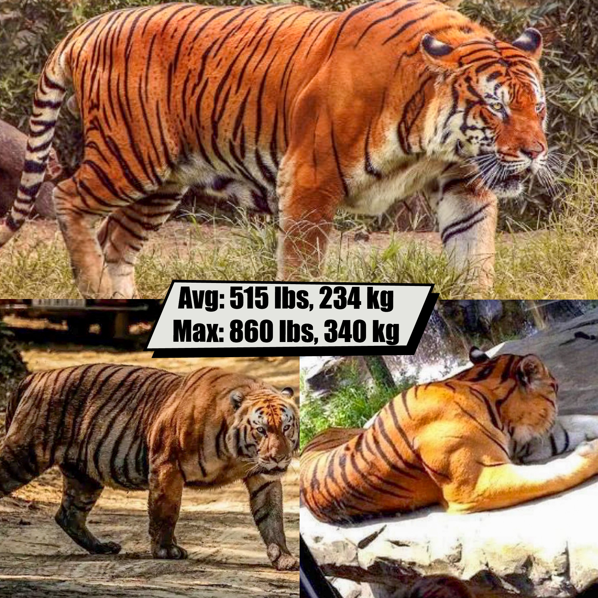 Bengal Tiger