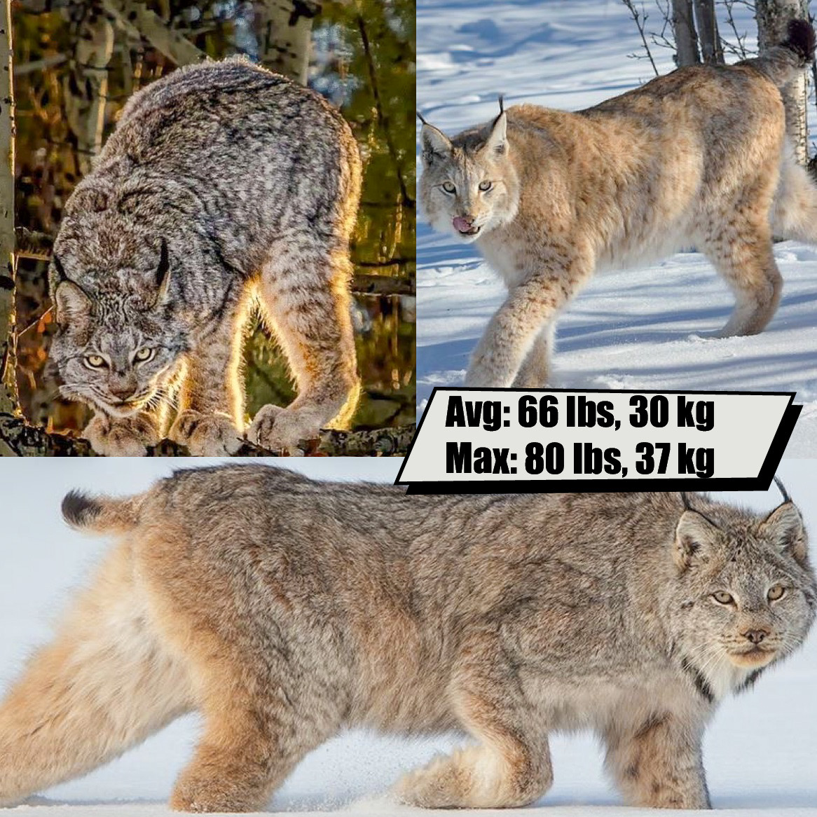 Eurasian Lynx
