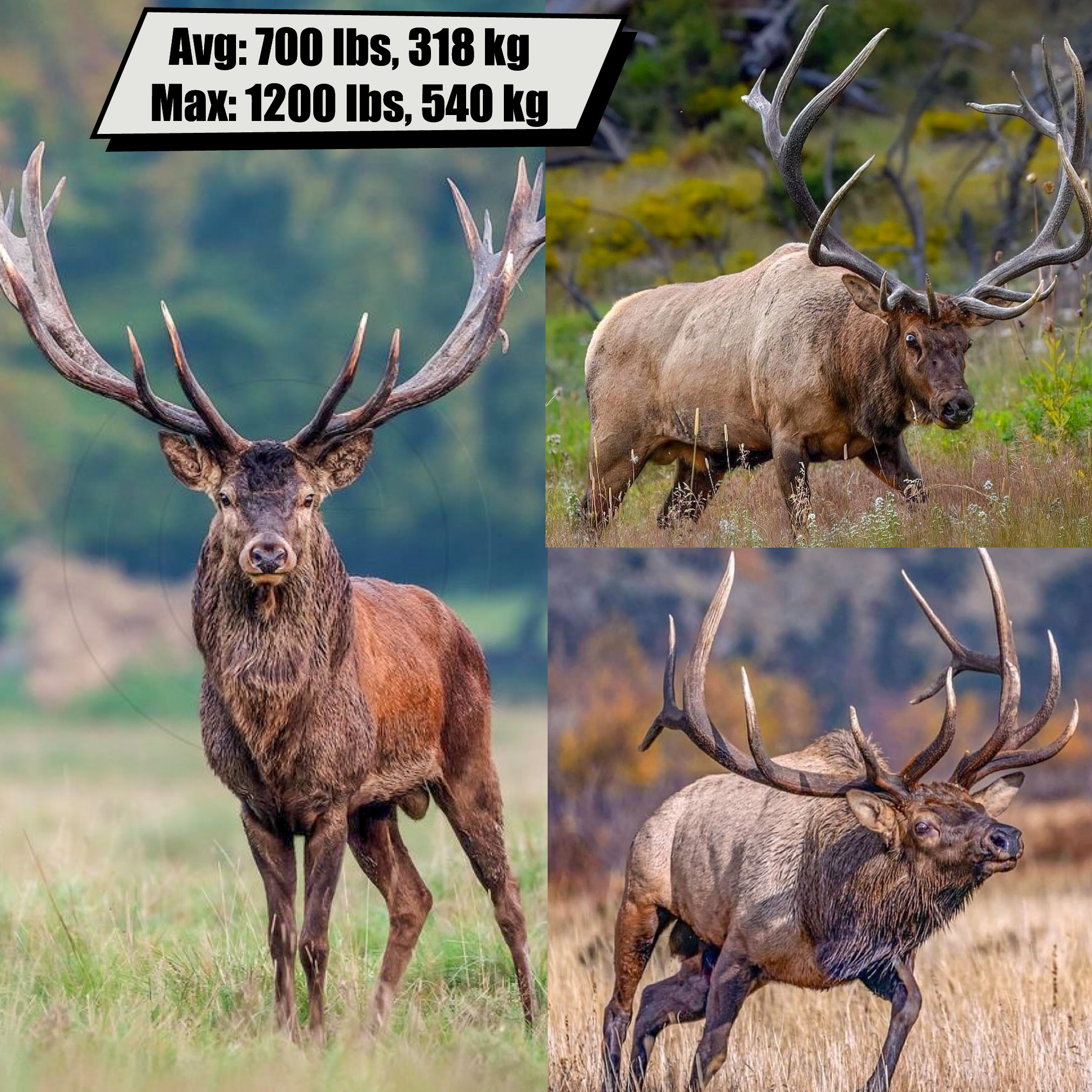 Elk