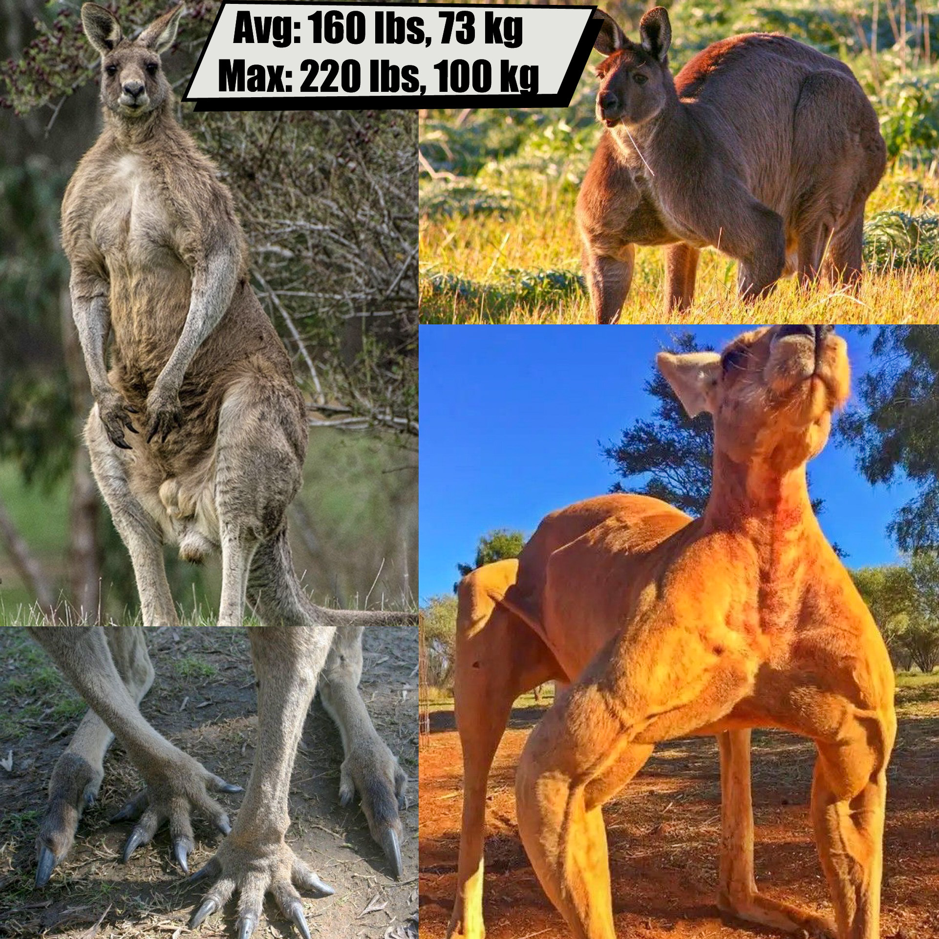 Kangaroo