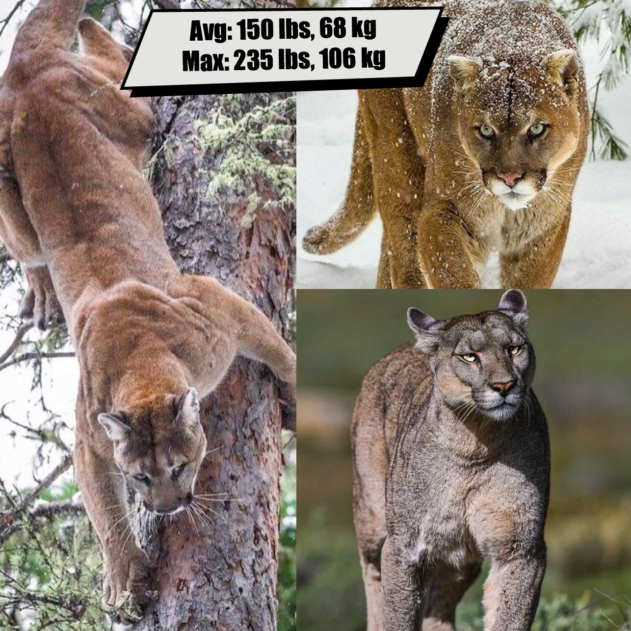 Cougar/Puma/Mountain Lion