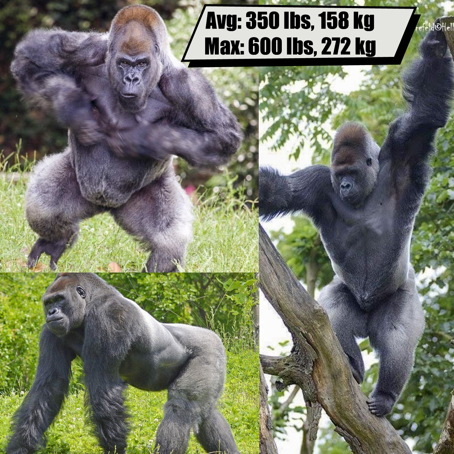 Silverback Gorilla