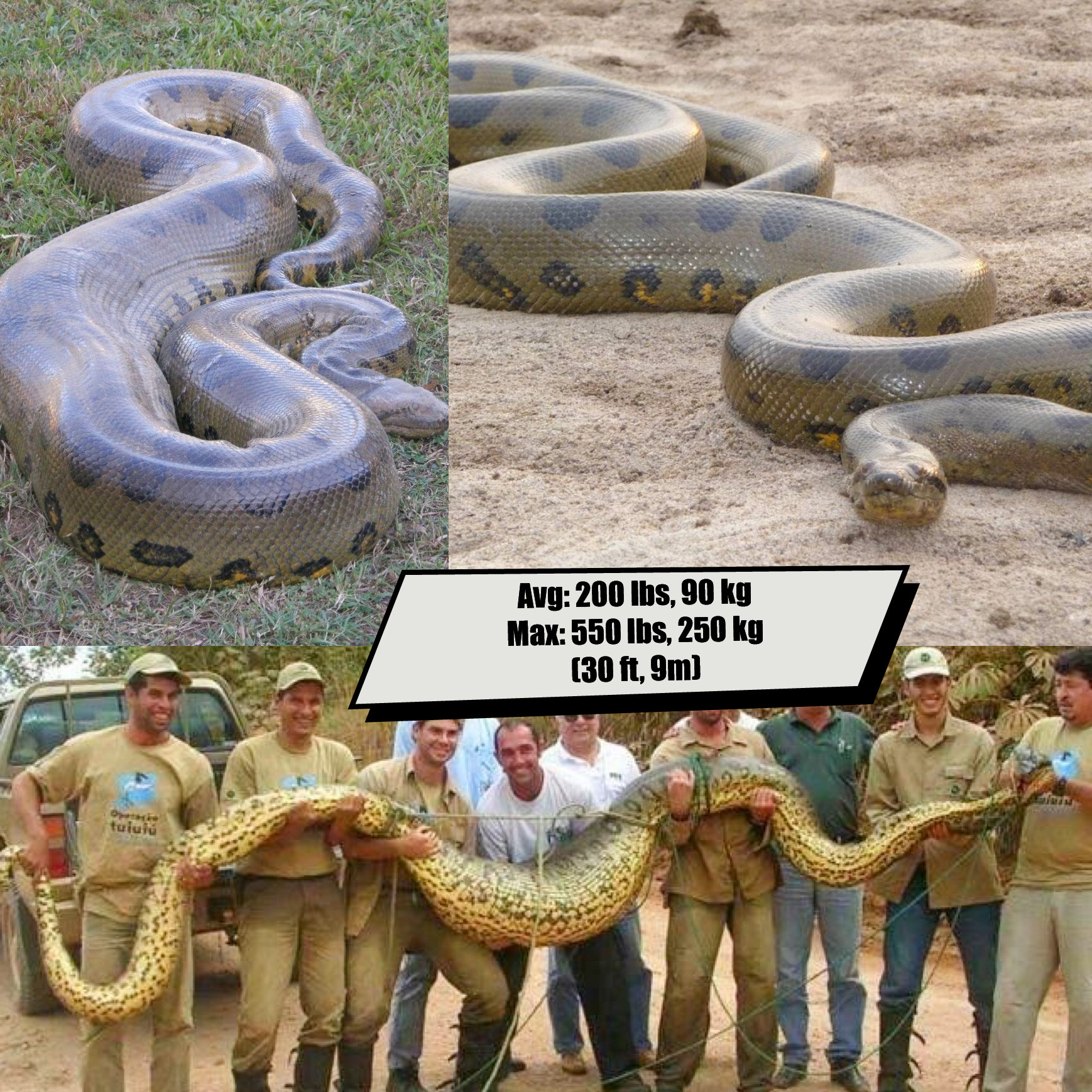 Anaconda