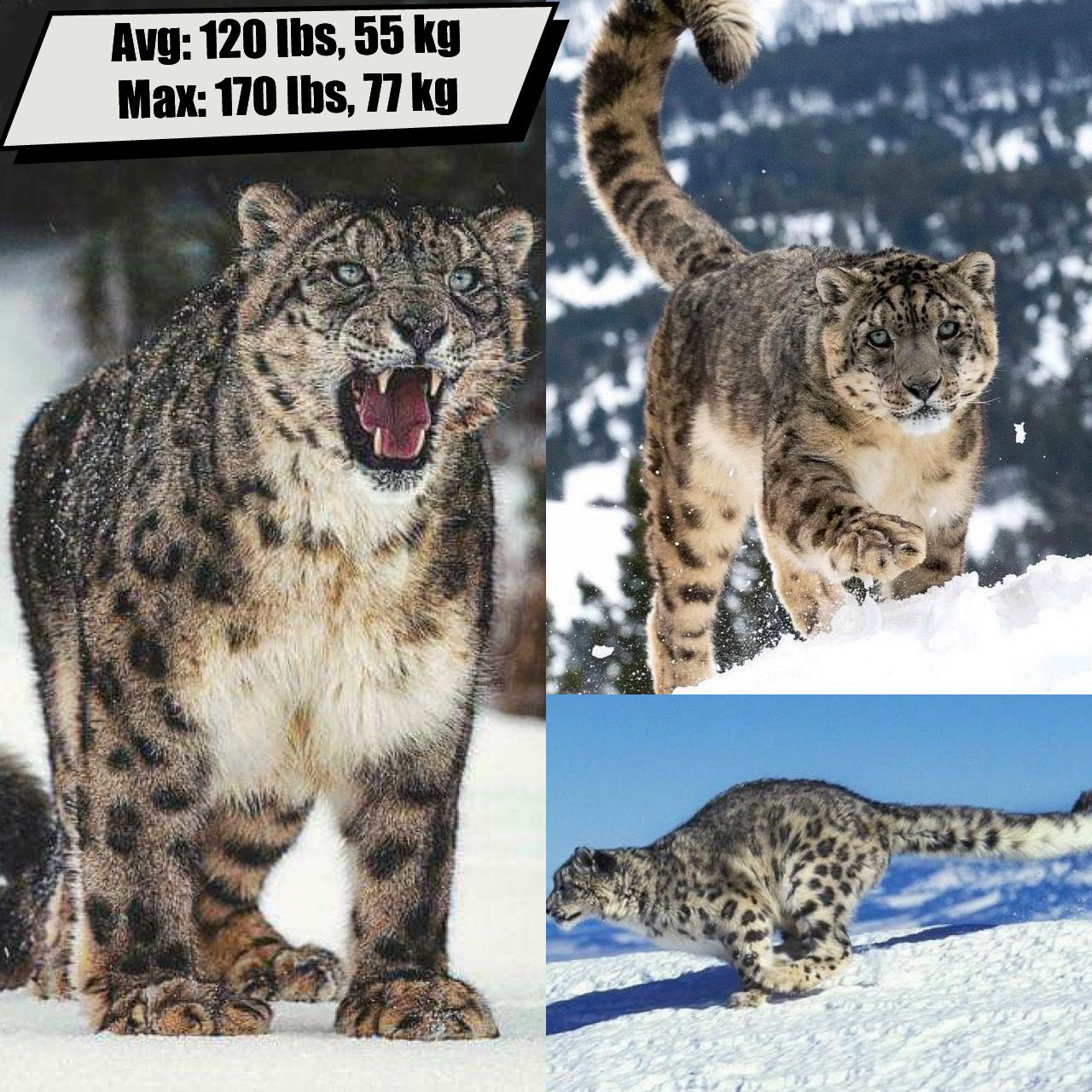 Snow Leopard