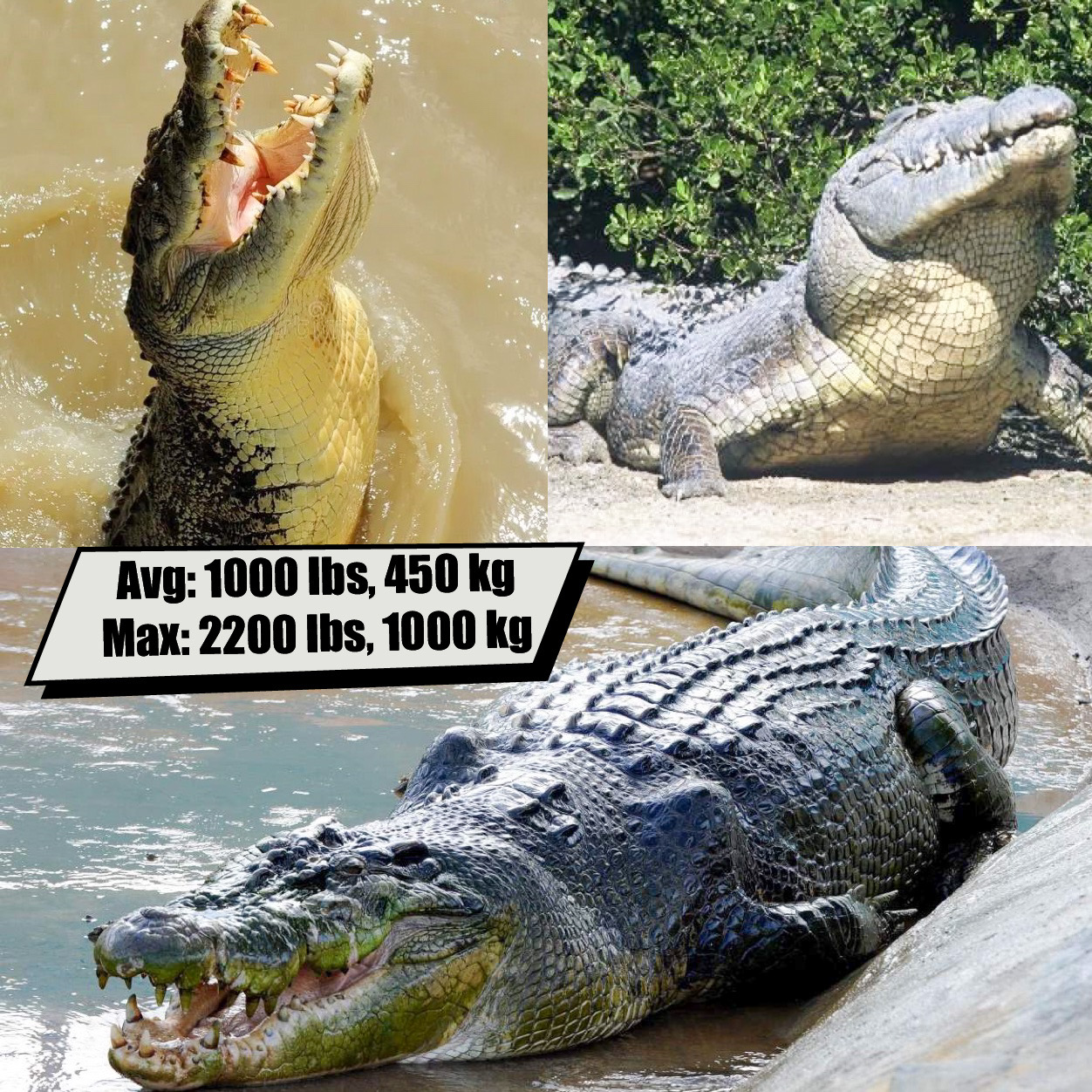 Saltwater Crocodile