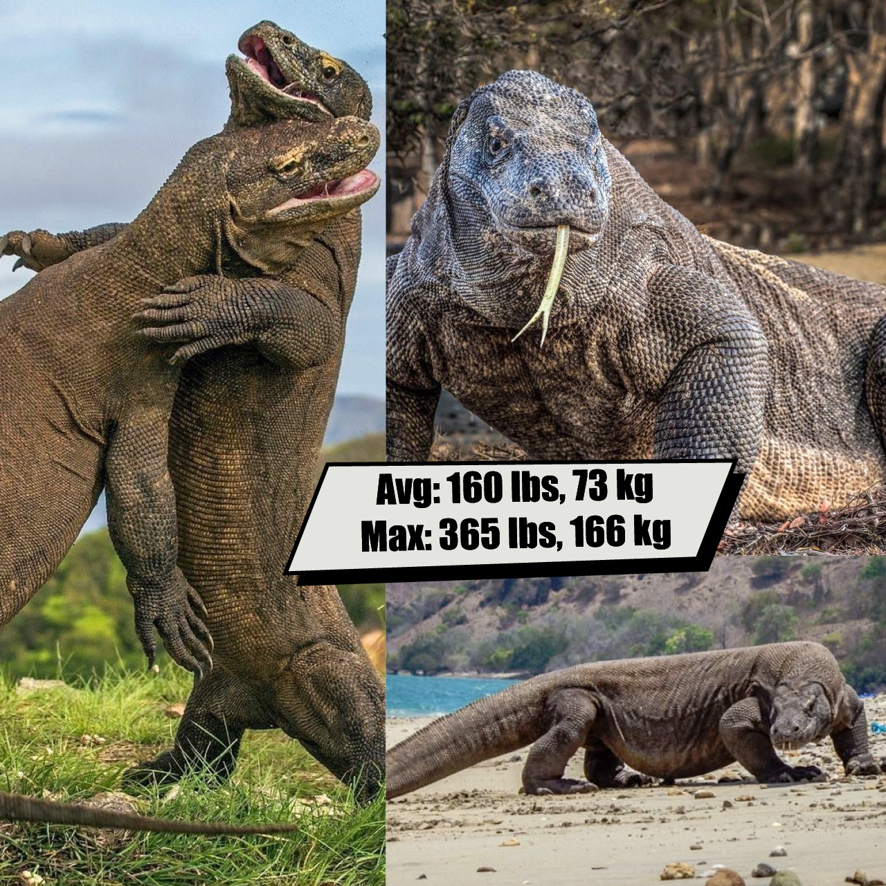 Komodo Dragon (Venom isn’t strong enough make a difference in a fight)
