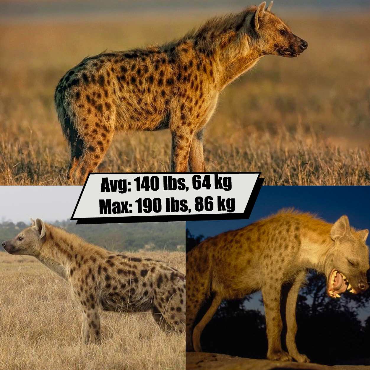 Spotted Hyena 