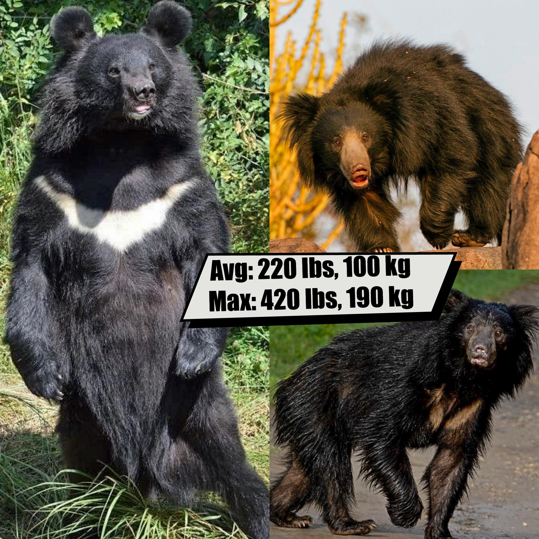 Sloth Bear