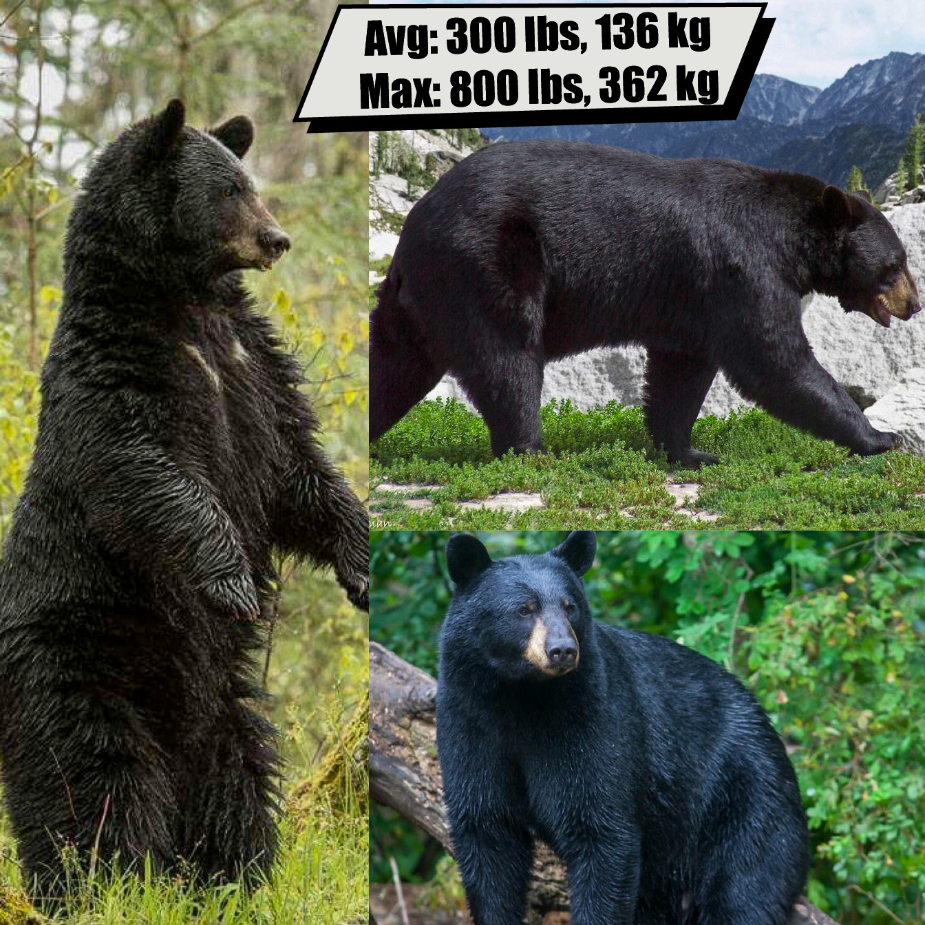 Black Bear