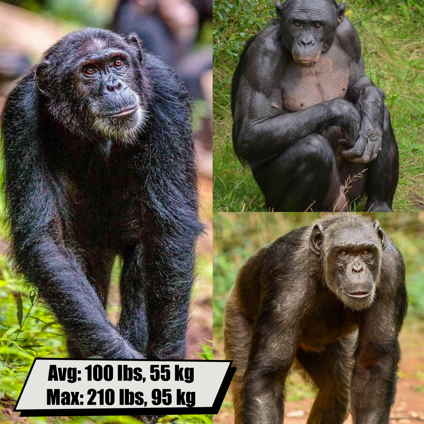 Chimpanzee