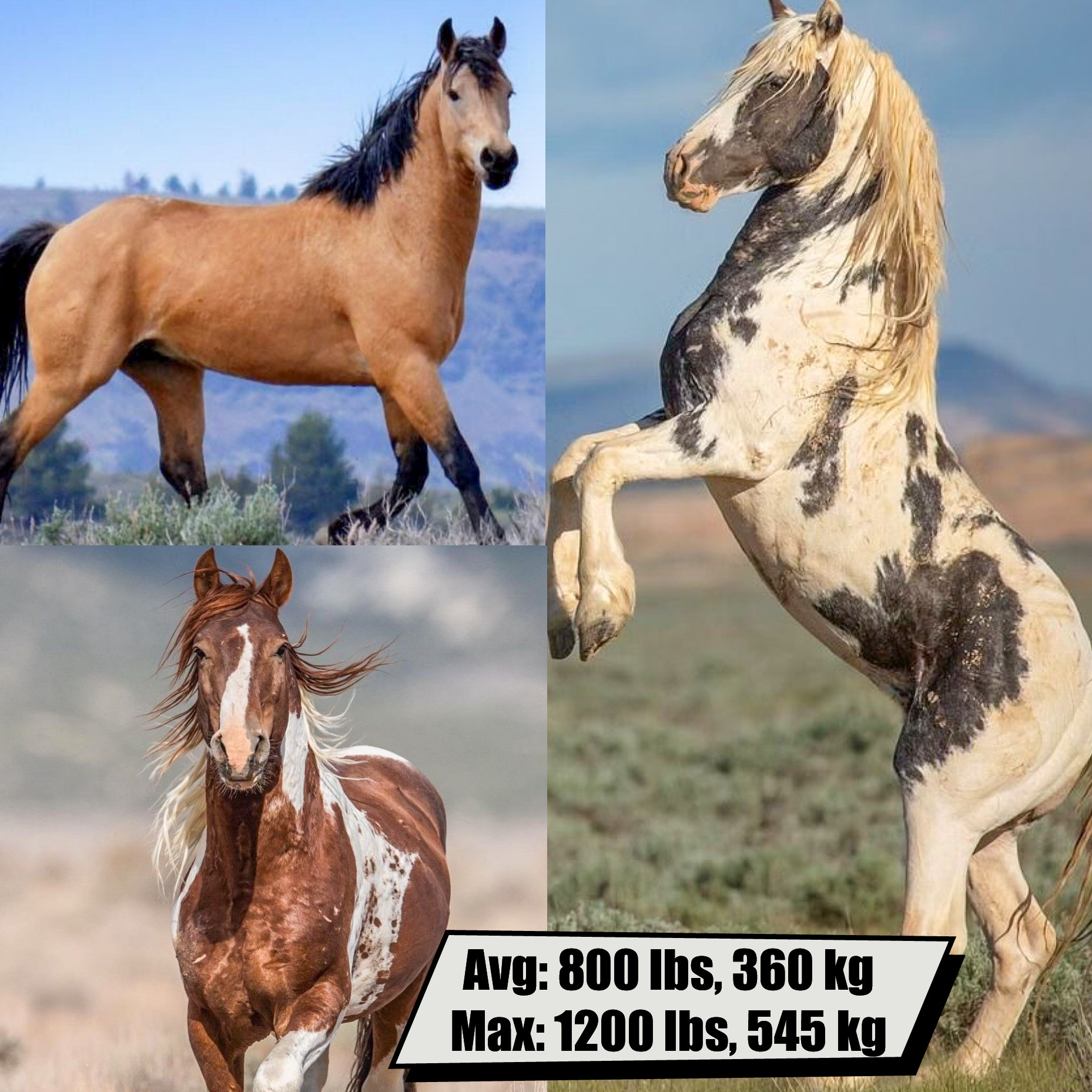 (Wild) Horse