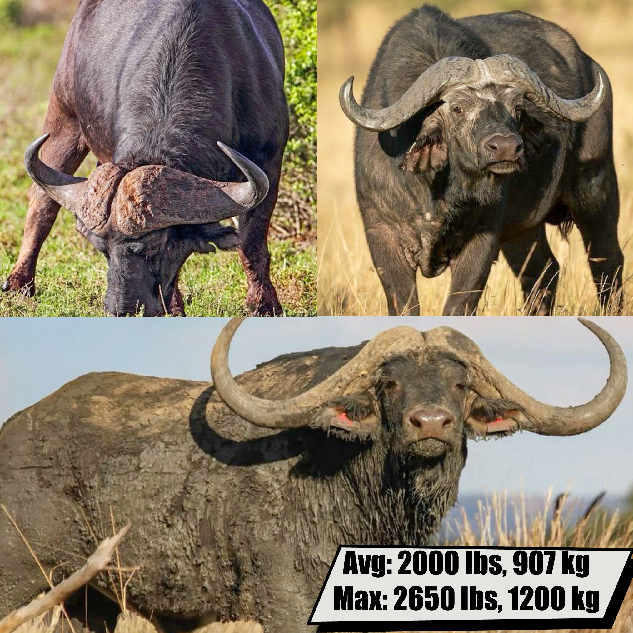 Water Buffalo