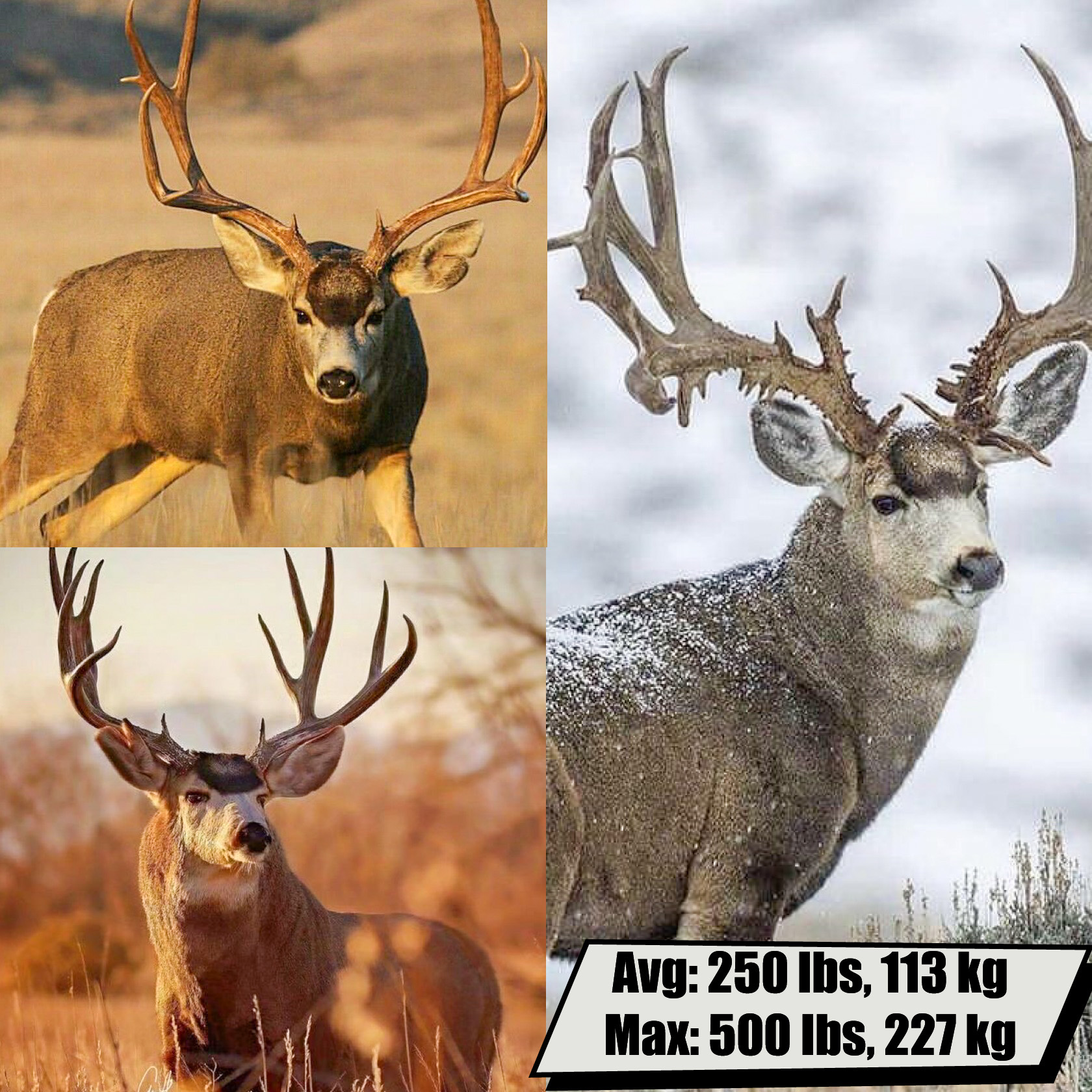(Buck) Mule Deer