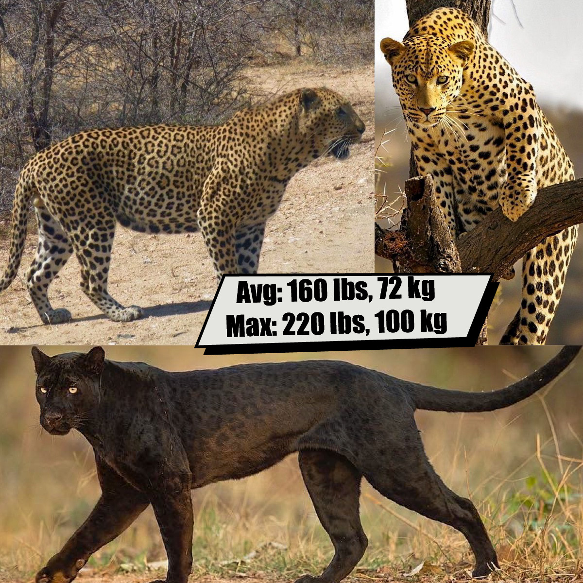 African Leopard (Black panthers are just leopards with melanism)