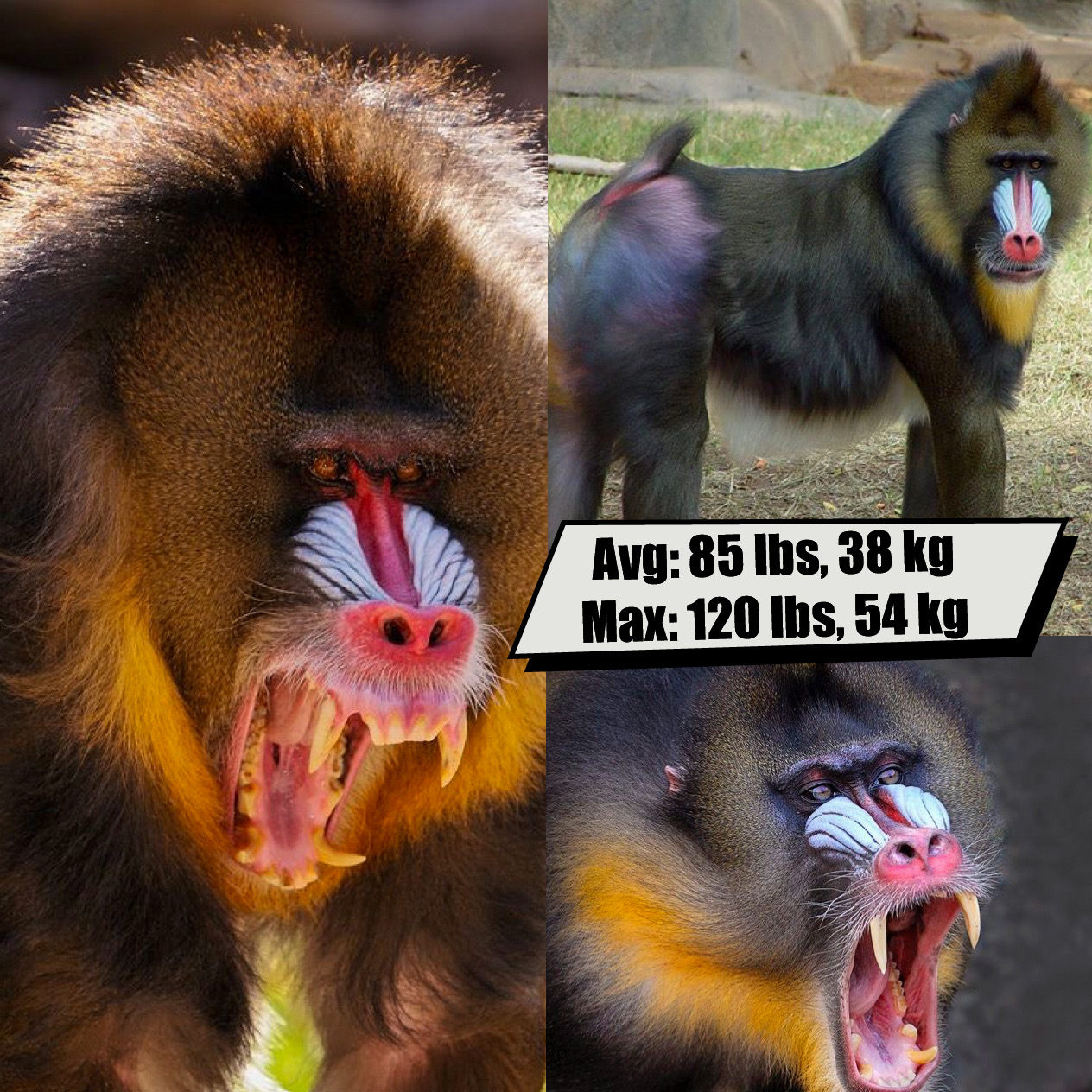 Mandrill