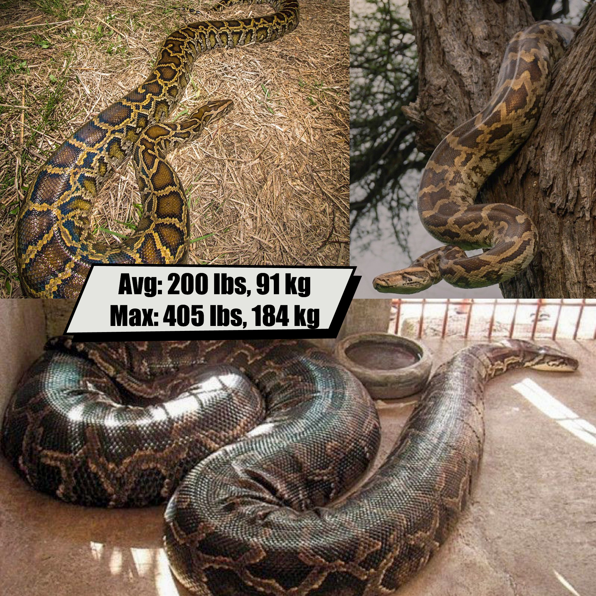 Burmese Python