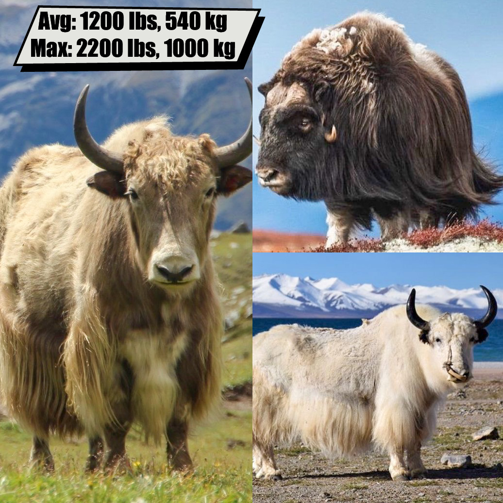 (Wild) Yak