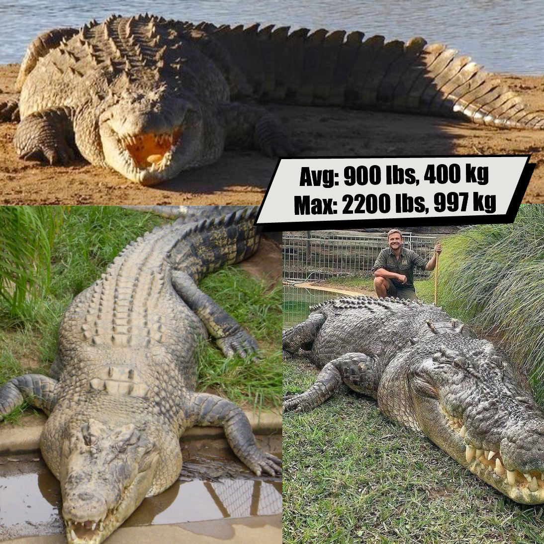 Nile Crocodile