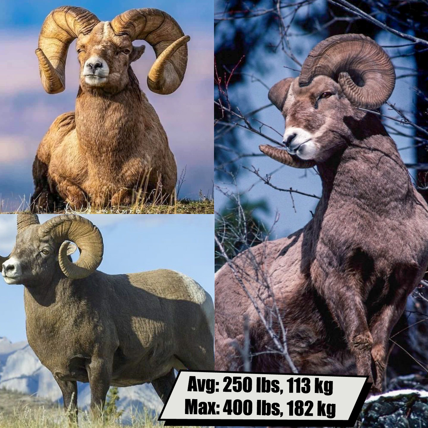 Ram
