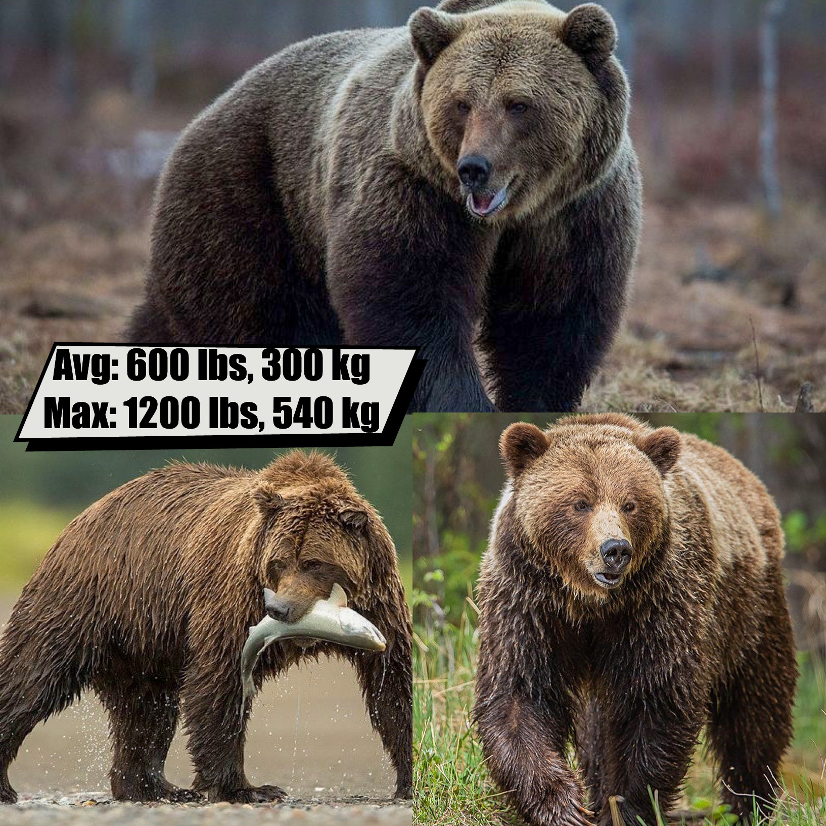 Grizzly Bear
