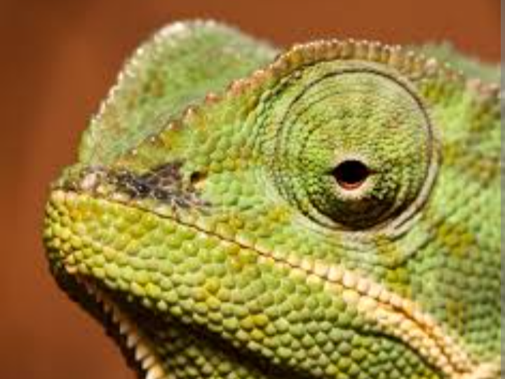 Cameleon